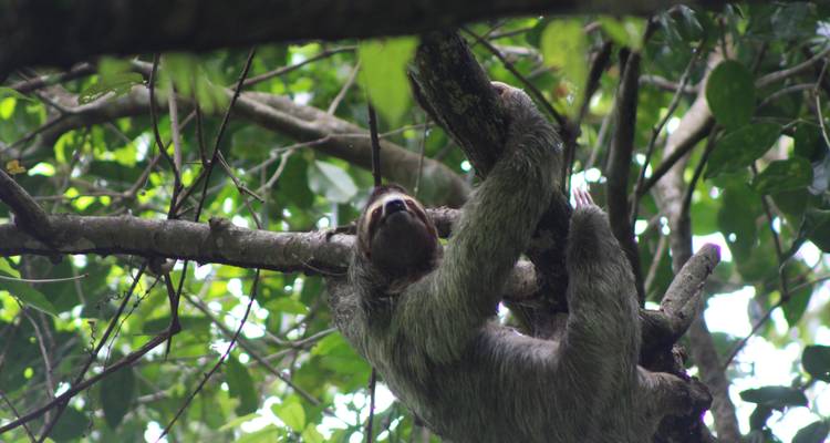 Le sud du Costa Rica : une biodiversité intense - Elemento Natural Costa Rica 4