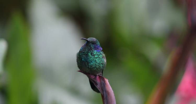 Observation des oiseaux au Costa Rica - Elemento Natural Costa Rica 4