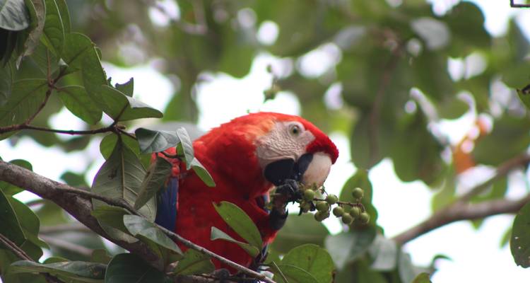 Observation des oiseaux au Costa Rica - Elemento Natural Costa Rica 1