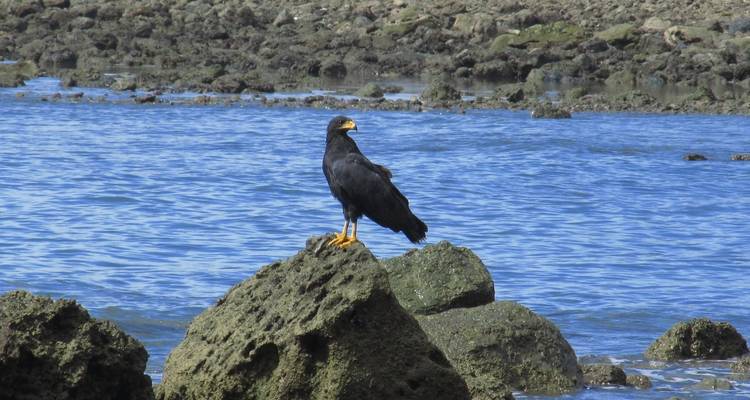Observation des oiseaux au Costa Rica - Elemento Natural Costa Rica 8