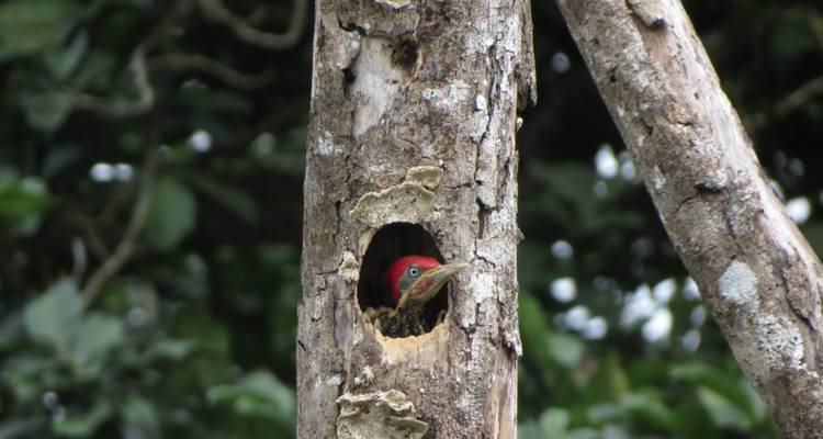 Observation des oiseaux au Costa Rica - Elemento Natural Costa Rica 7