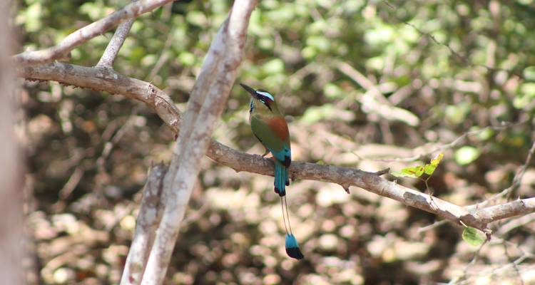 Observation des oiseaux au Costa Rica - Elemento Natural Costa Rica 2