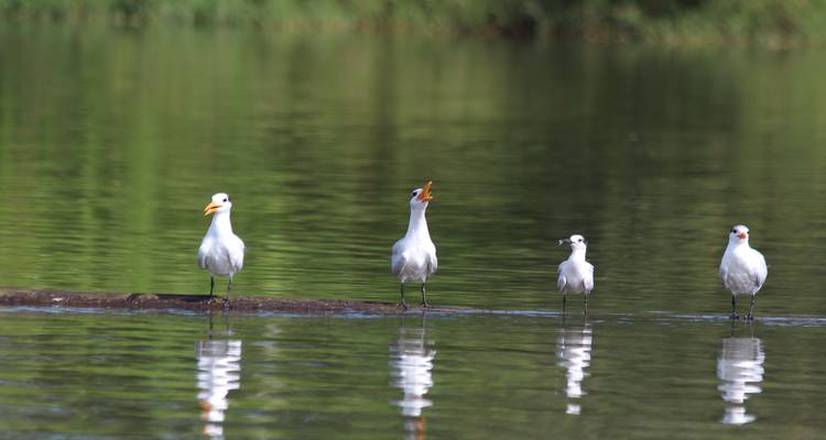 Observation des oiseaux au Costa Rica - Elemento Natural Costa Rica 9