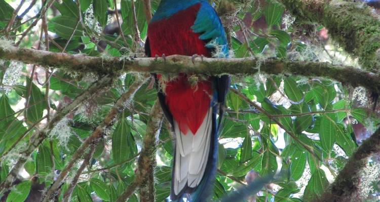 Observation des oiseaux au Costa Rica - Elemento Natural Costa Rica 6