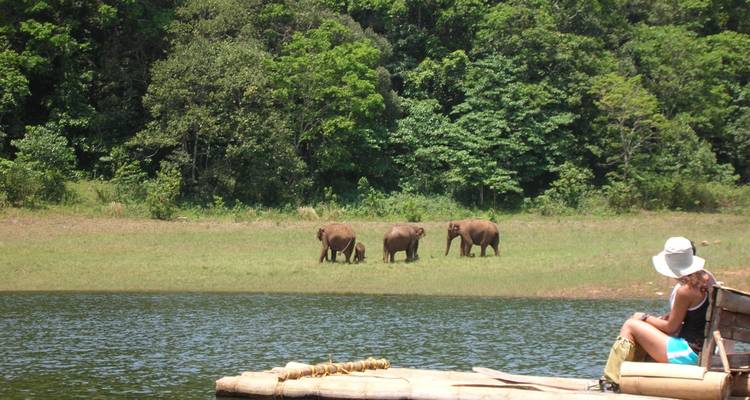 Olifanten die grazen aan een meer.