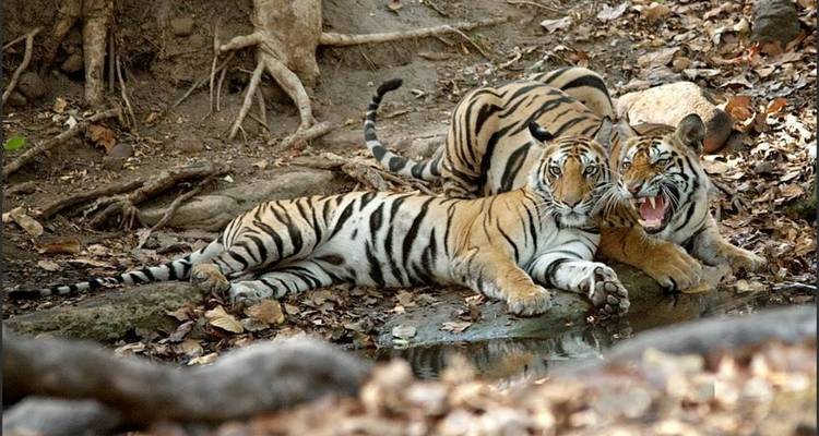 Glorioso viaje por el Rajastán con Ranthambore y el Taj Mahal - Panda Experiences 5