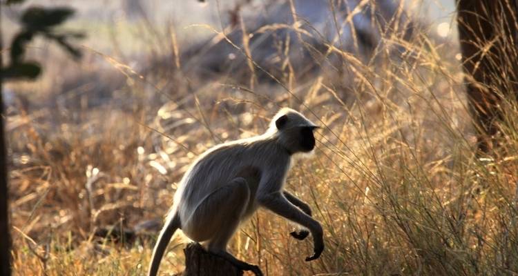 Viaje a Madhya Pradesh Wildlife safari - Panda Experiences 2