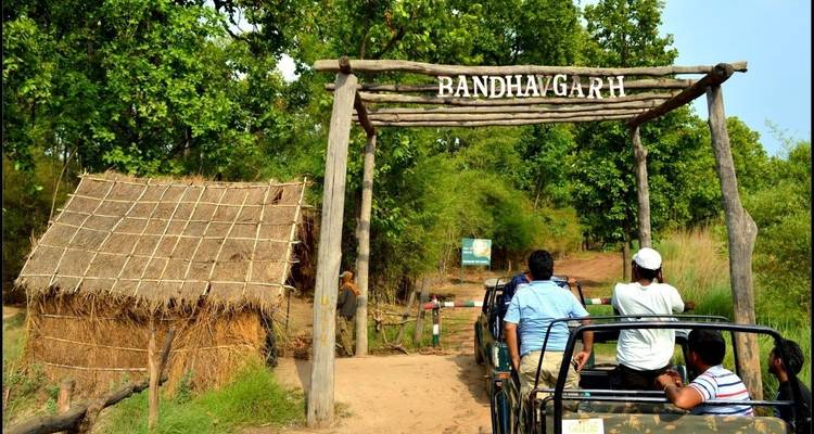 Paquete safari con tigres en la India - Panda Experiences 3