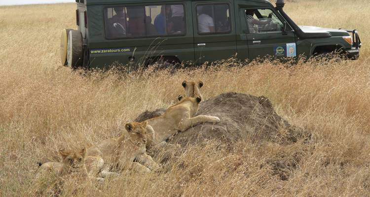 Groupe de lions se reposant sur une butte avec un véhicule de safari à proximité.