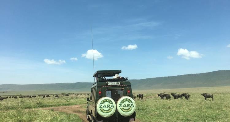 Safari de migration des gnous*Safari de la saison de mise bas* janvier - mars - Zara Tours (Zara Tanzania Adventures) 3