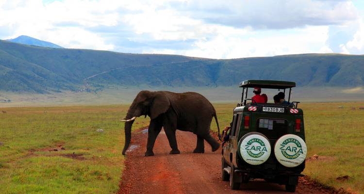 Safari de migration des gnous*Safari de la saison de mise bas* janvier - mars - Zara Tours (Zara Tanzania Adventures) 10