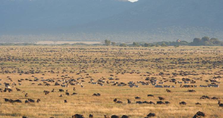 Safari de migration des gnous*Safari de la saison de mise bas* janvier - mars - Zara Tours (Zara Tanzania Adventures) 2