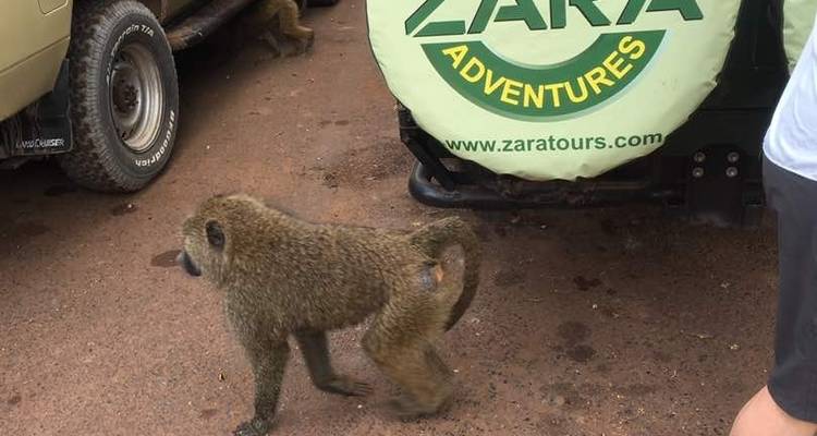 Safari de migration des gnous*Safari de la saison de mise bas* janvier - mars - Zara Tours (Zara Tanzania Adventures) 4