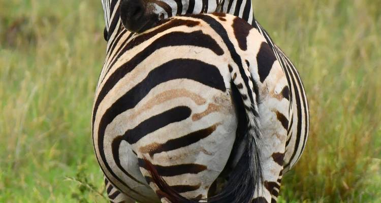Safari de luxe dans le nord de la Tanzanie - Zara Tours (Zara Tanzania Adventures) 9
