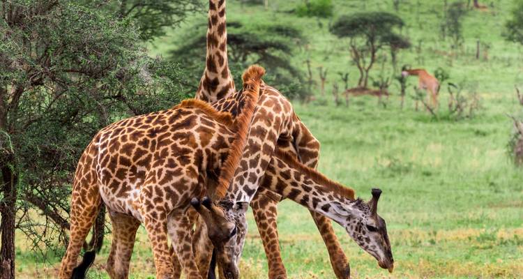 Safari de luxe dans le nord de la Tanzanie - Zara Tours (Zara Tanzania Adventures) 2