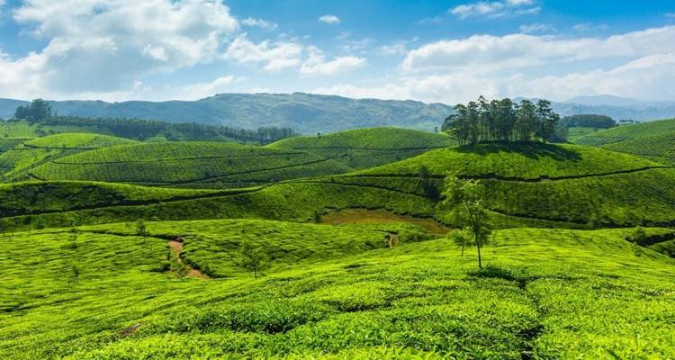 Circuito por los remansos y la vida salvaje - Kerala - Panda Experiences 6