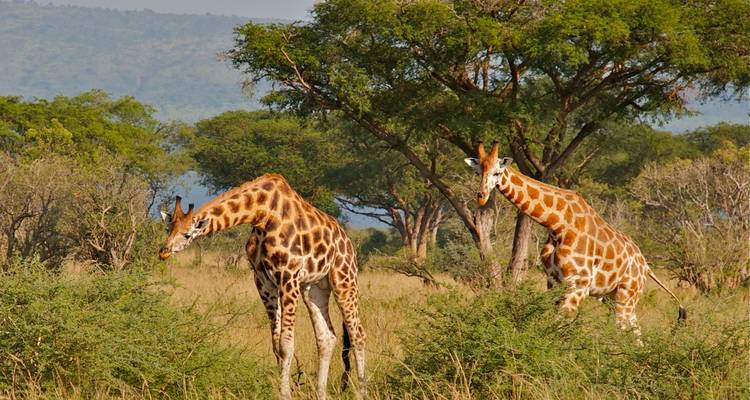 3 días combinados en el Parque Nacional de Nyungwe y Akagera - Golden Rwanda Safaris Ltd 3