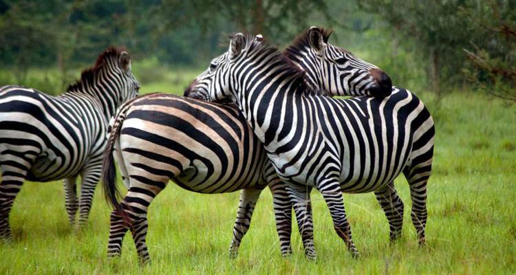 3 días combinados en el Parque Nacional de Nyungwe y Akagera - Golden Rwanda Safaris Ltd 6