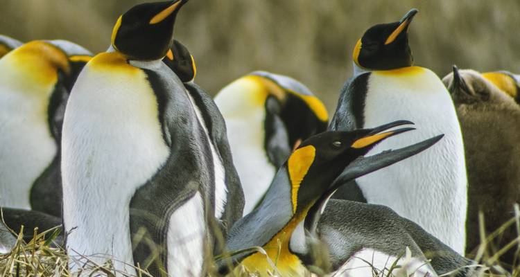Gruppe von Pinguinen in natürlicher Umgebung.