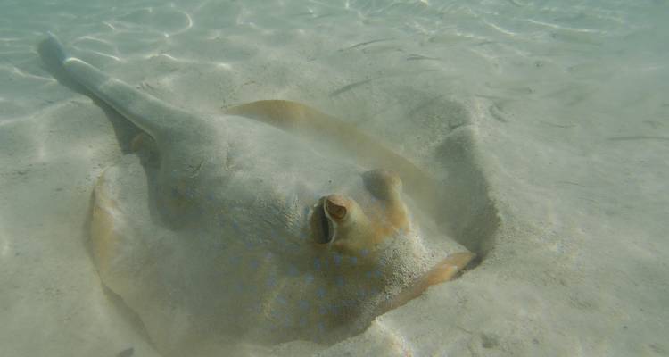 Blaufleckiger Stechrochen, der teilweise im weißen Sand auf dem flachen Riffboden vergraben ist.