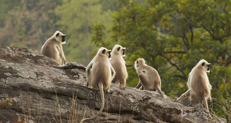 Circuito de 7 días por la vida salvaje de Bandhavgarh - Panda Experiences 4