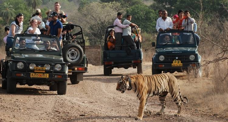 Circuito de 7 días por la vida salvaje de Bandhavgarh - Panda Experiences 2