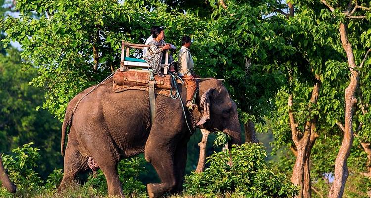 Elefant, der zwei Personen in üppigem Wald trägt.