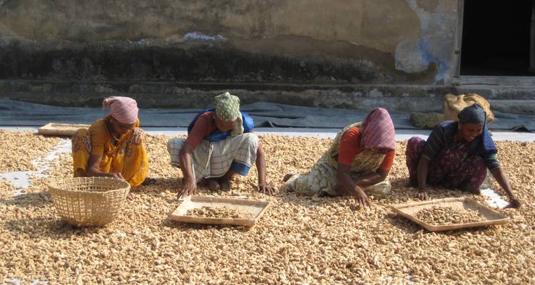 Un groupe de femmes travaillant avec des paniers et du gingembre à l'extérieur.