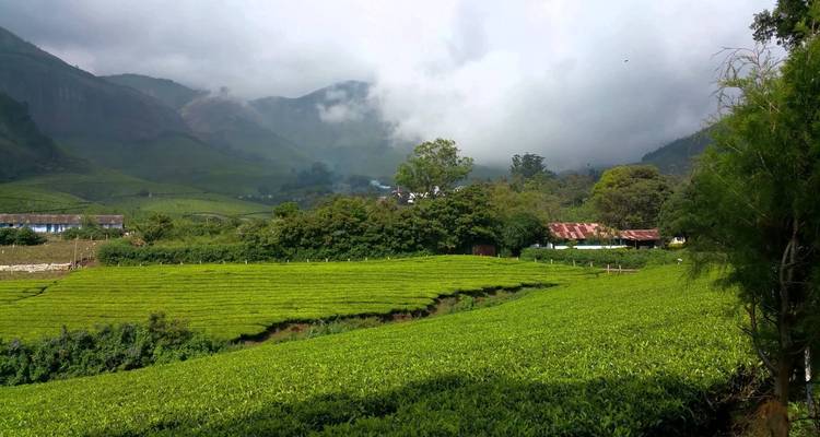 Vue panoramique de plantations de thé vert sous un ciel brumeux.