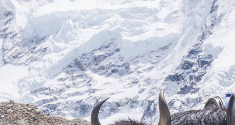 Excursionismo por el Valle de Langtang - Nepal Social Treks 9