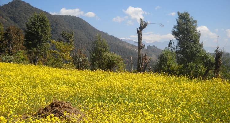 Trek de Ghorepani Poonhill - Nepal Social Treks 4