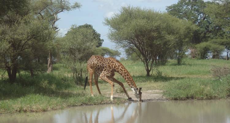 El sueño del Stargazar 5 días de safari en campamento - Adventure Makers Tanzania 7