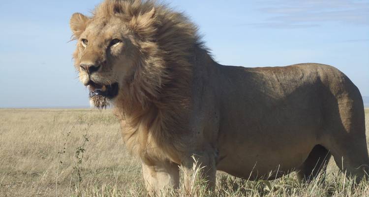 El sueño del Stargazar 5 días de safari en campamento - Adventure Makers Tanzania 1