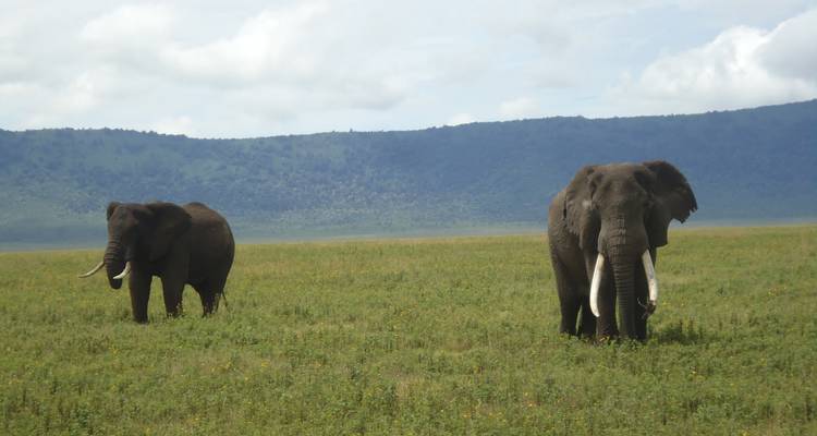 El sueño del Stargazar 5 días de safari en campamento - Adventure Makers Tanzania 6