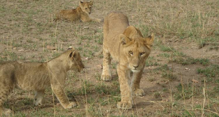 3 jours de safari au pays de la fierté - Adventure Makers Tanzania 2