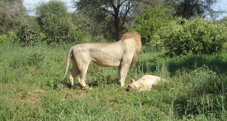 3 jours de safari au pays de la fierté - Adventure Makers Tanzania 1