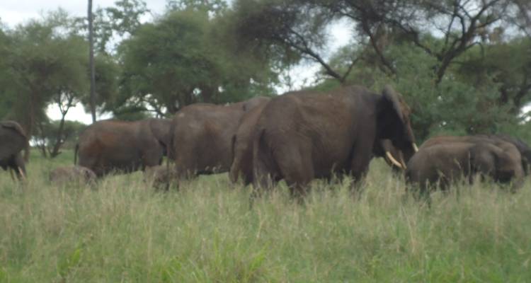 Le safari de la fierté du lion 4 jours en camping - Adventure Makers Tanzania 4