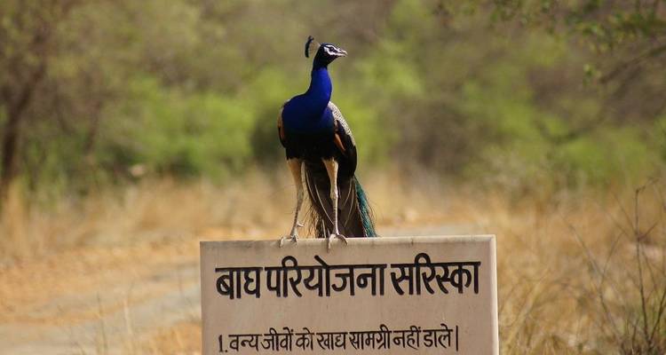 Triángulo de oro con el Santuario de vida salvaje de Sariska - Panda Experiences 2