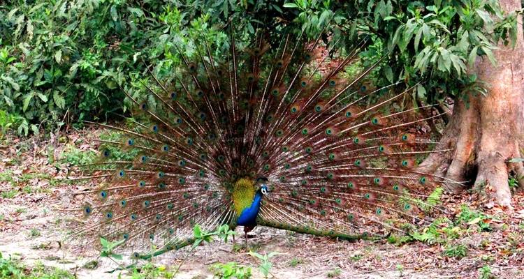 Chitwan Jungle Safari - 3 Days - Accessible Adventure Pvt. Ltd 3