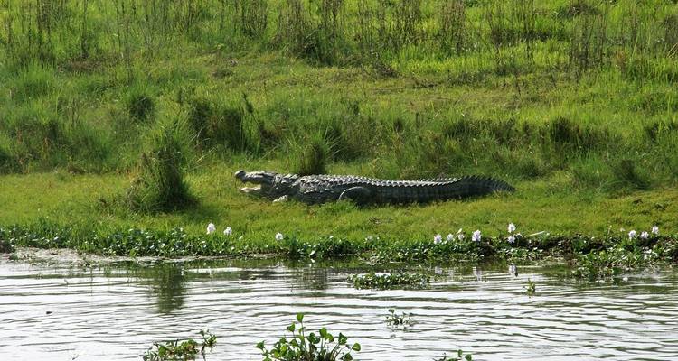 Chitwan Jungle Safari - 3 Days - Accessible Adventure Pvt. Ltd 8