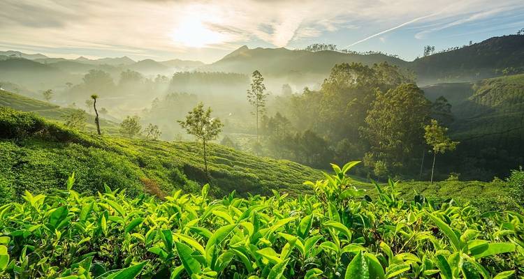 Circuit des stations de montagne et de la faune - Kerala - Panda Experiences 1