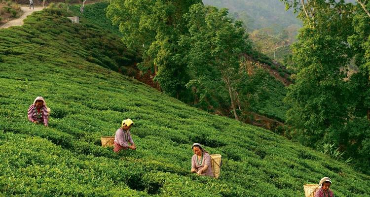 Teepflücker bei der Blatternte auf einer üppigen Plantage.