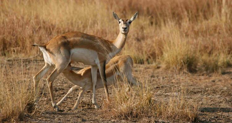 Sasan Gir con Somnath excursión a Dwarka - Panda Experiences 7