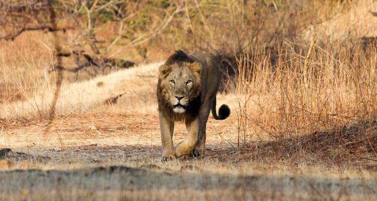 Sasan Gir con Somnath excursión a Dwarka - Panda Experiences 4
