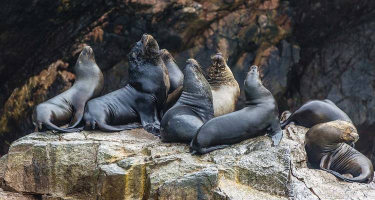 Zeehonden die rusten op een rots bij de oceaan.