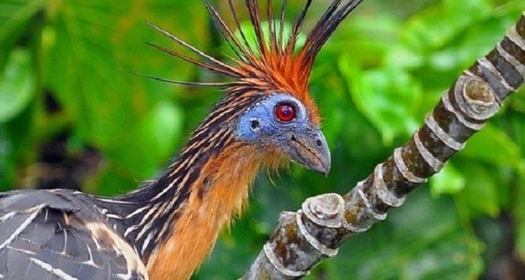 Ashuar Lodge expedición a la selva 7 días circuito - GUIDEcuador Travel 2