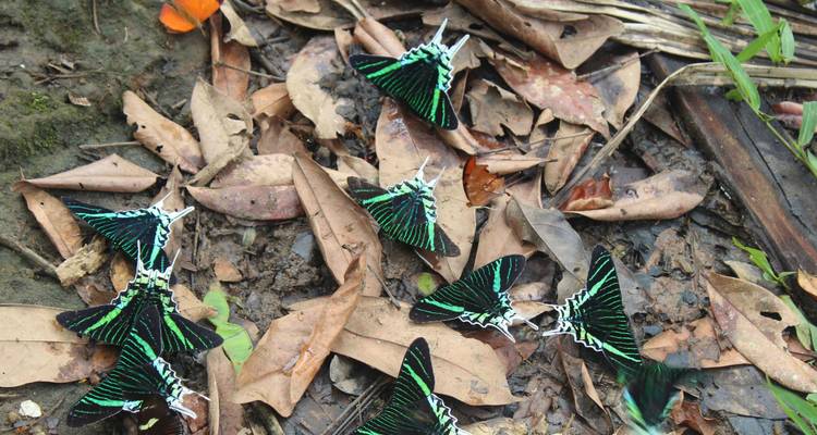 Ashuar Lodge expedición a la selva 7 días circuito - GUIDEcuador Travel 3