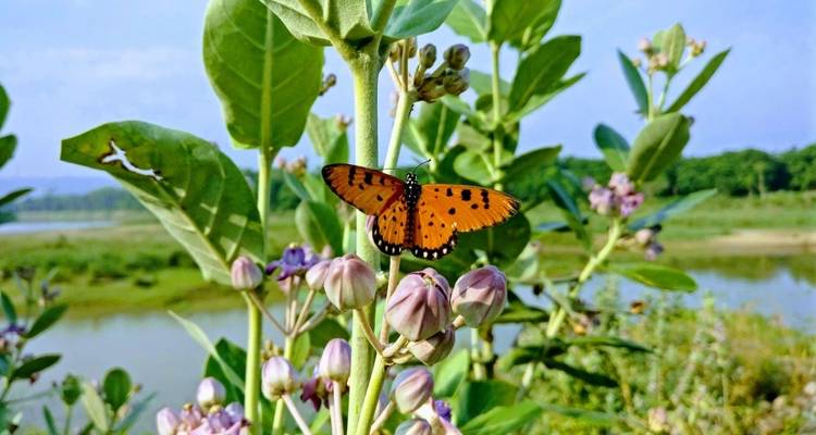 Nahaufnahme eines Schmetterlings auf einer blühenden Pflanze an einem Fluss.