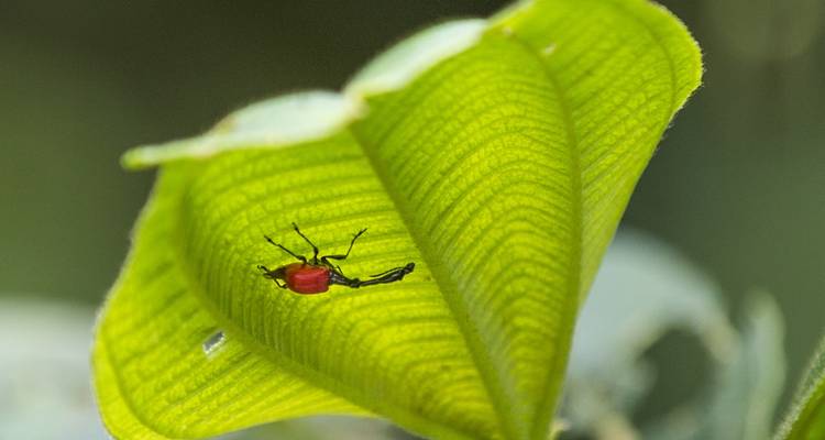 Exploración de la Biodiversidad en el Octavo Continente (Viaje en grupo) - Madagascar - Mora-Travel S.A.R.L. 1