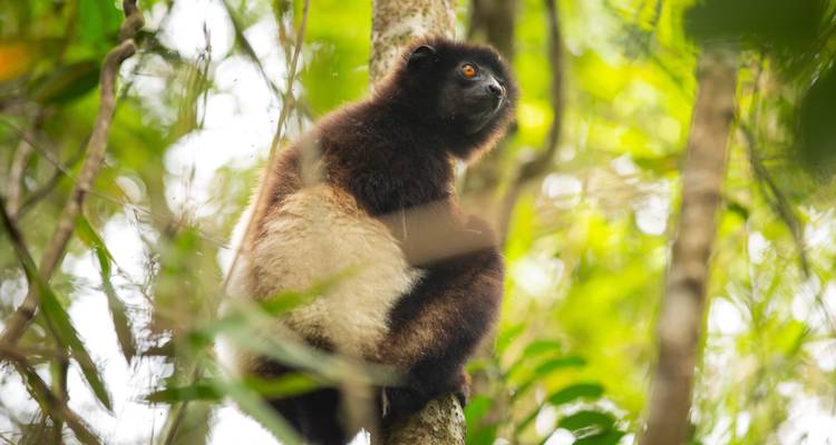 Exploración de la Biodiversidad en el Octavo Continente (Viaje en grupo) - Madagascar - Mora-Travel S.A.R.L. 2